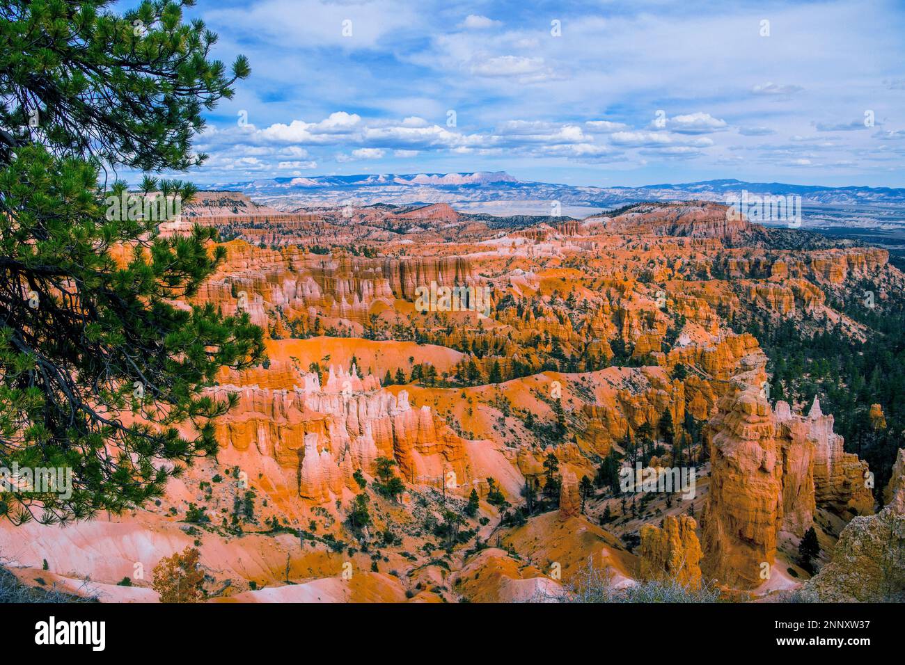 Paysage avec formations rocheuses hoodoo, Bryce Canyon, Utah, États-Unis Banque D'Images