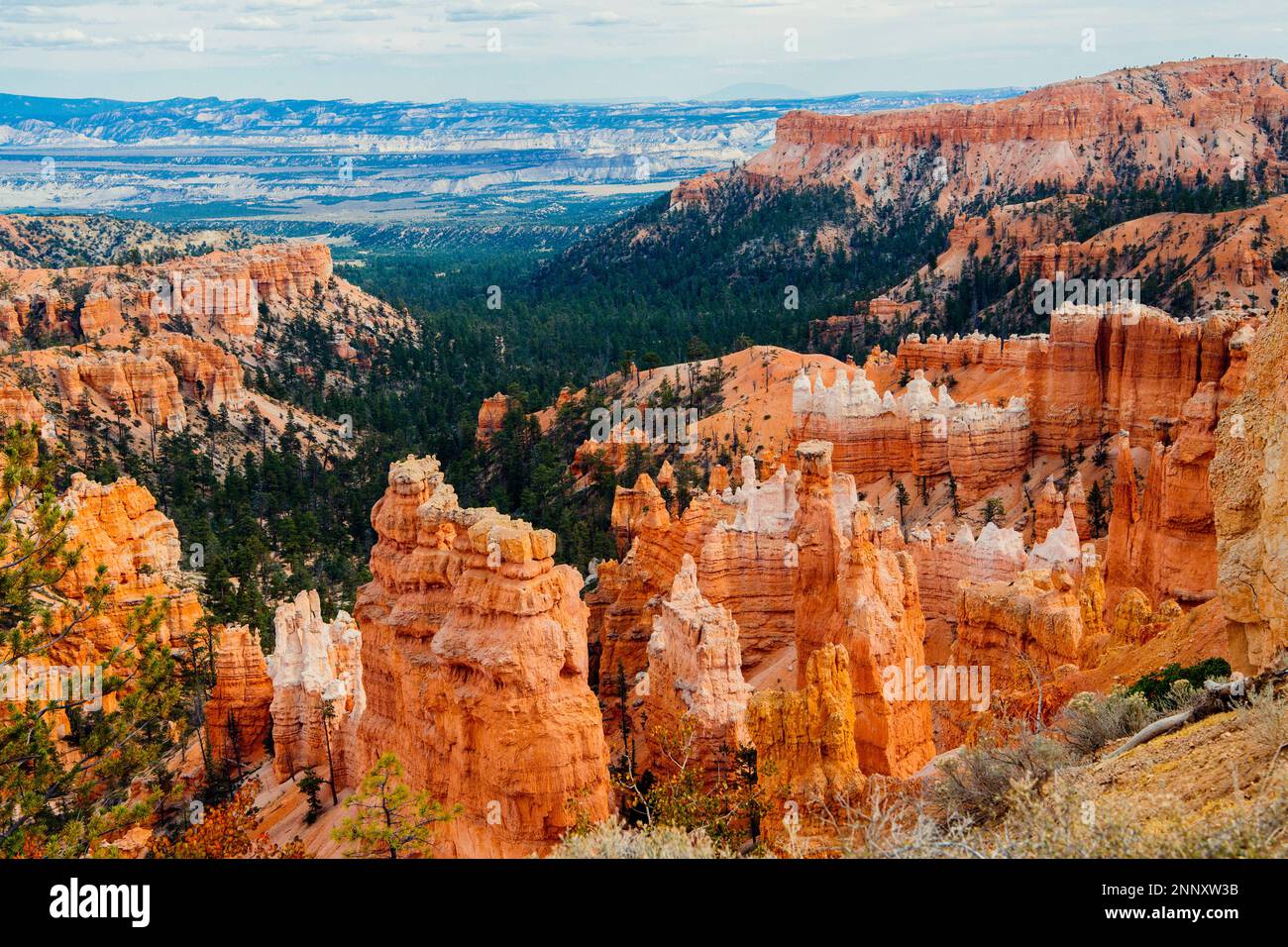 Paysage avec formations rocheuses hoodoo, Bryce Canyon, Utah, États-Unis Banque D'Images
