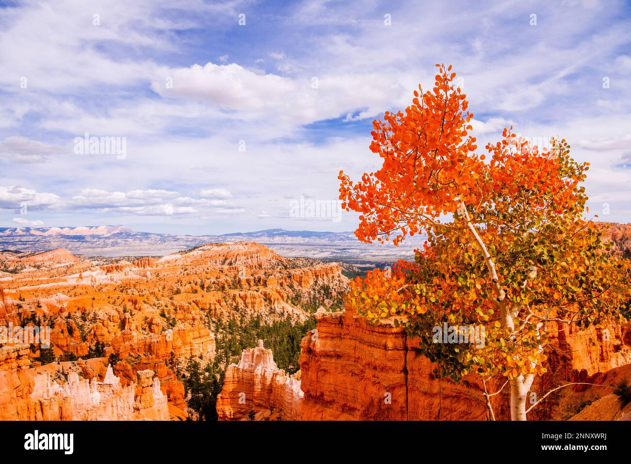 Paysage avec arbres et formations rocheuses, Bryce Canyon, Utah, États-Unis Banque D'Images