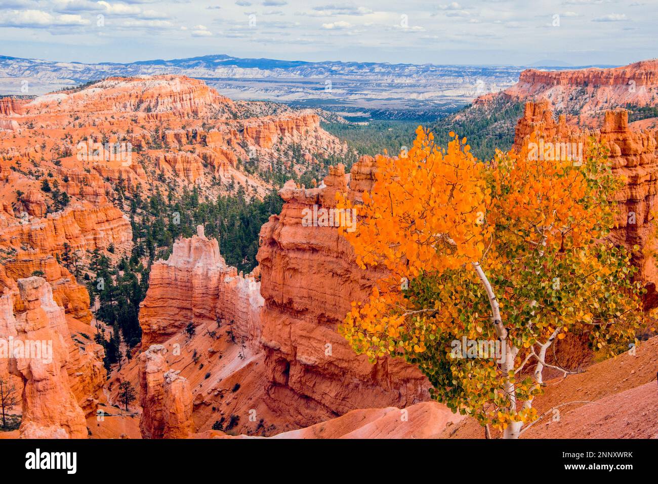 Paysage avec formations rocheuses hoodoo, Bryce Canyon, Utah, États-Unis Banque D'Images