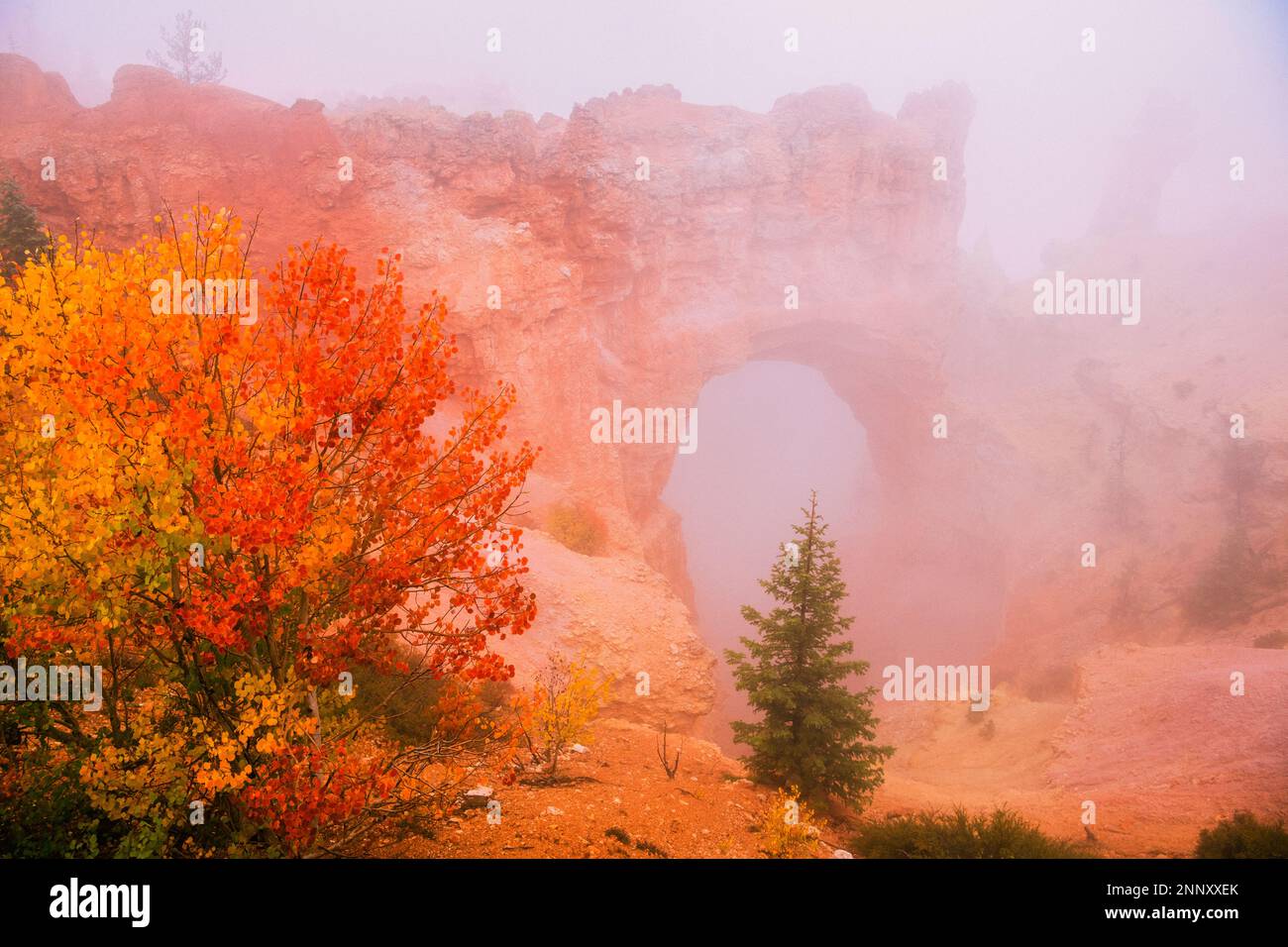 Formation naturelle de roche d'arche dans le brouillard, Bryce Canyon, Utah, États-Unis Banque D'Images