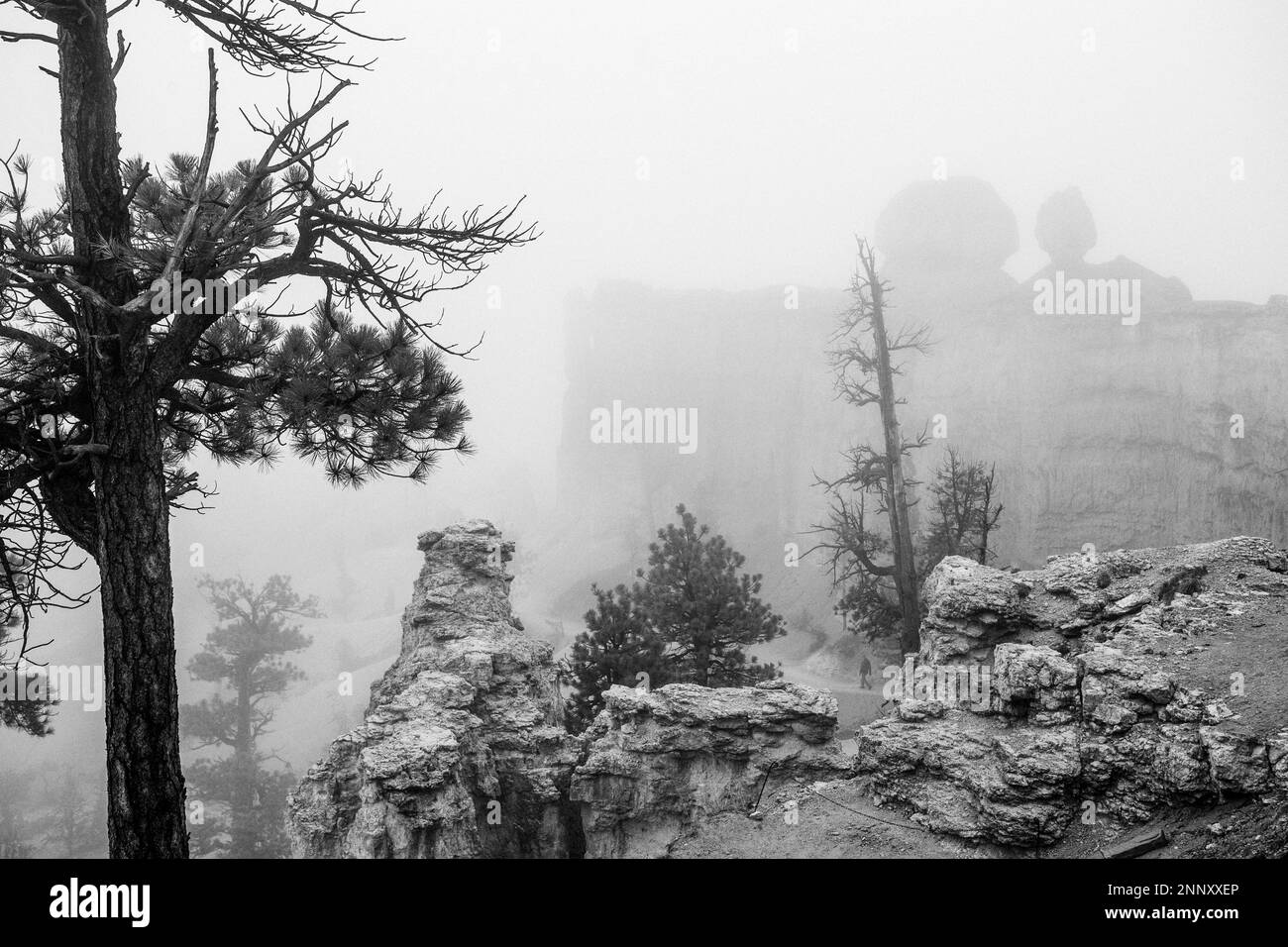 Formations rocheuses et arbres dans le brouillard, Bryce Canyon, Utah, États-Unis Banque D'Images