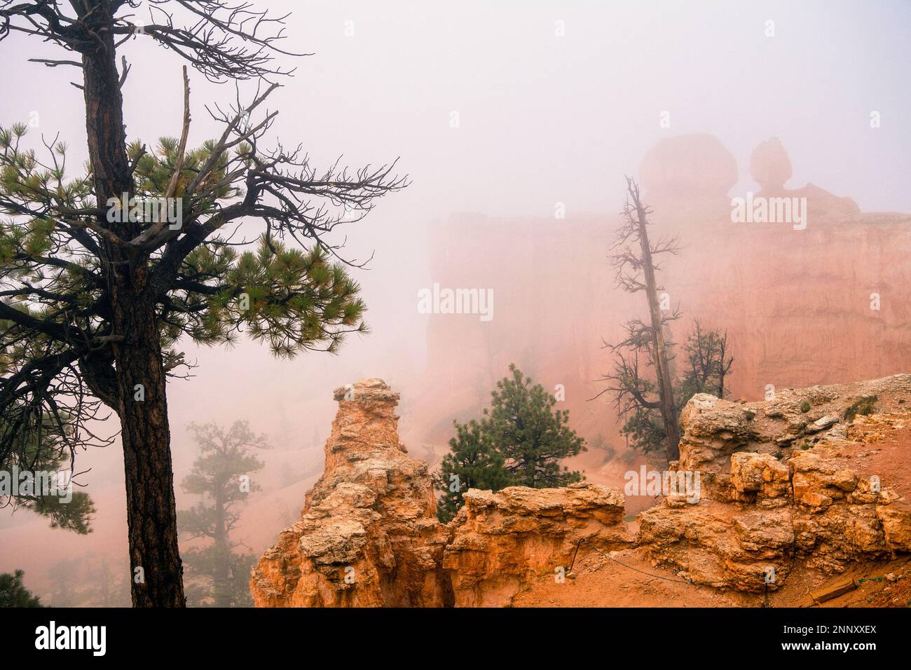 Formations rocheuses et arbres dans le brouillard, Bryce Canyon, Utah, États-Unis Banque D'Images