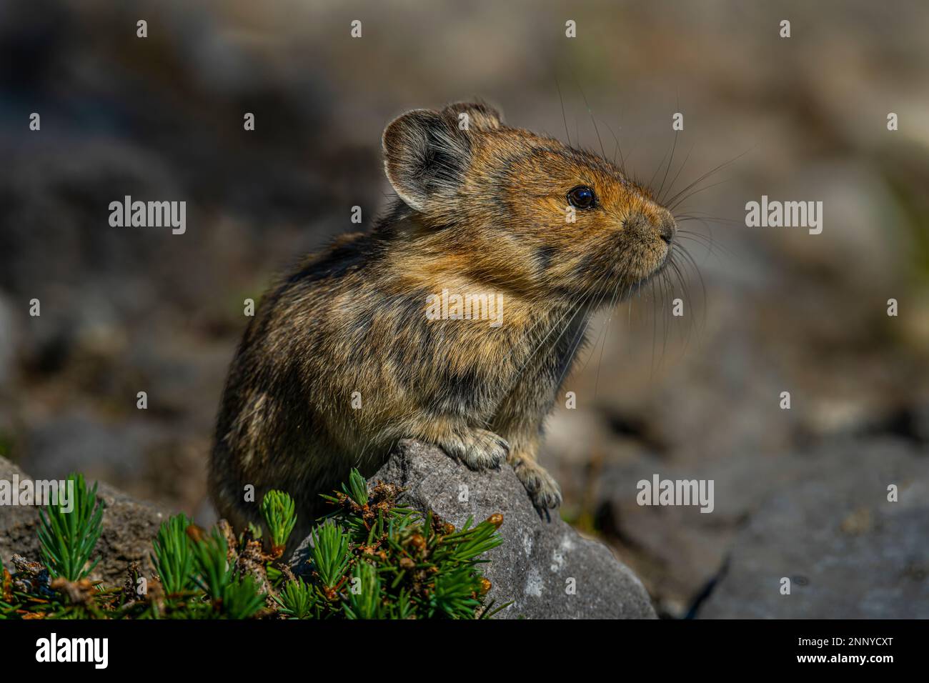 Pika américain (Ochotona princeps) Banque D'Images
