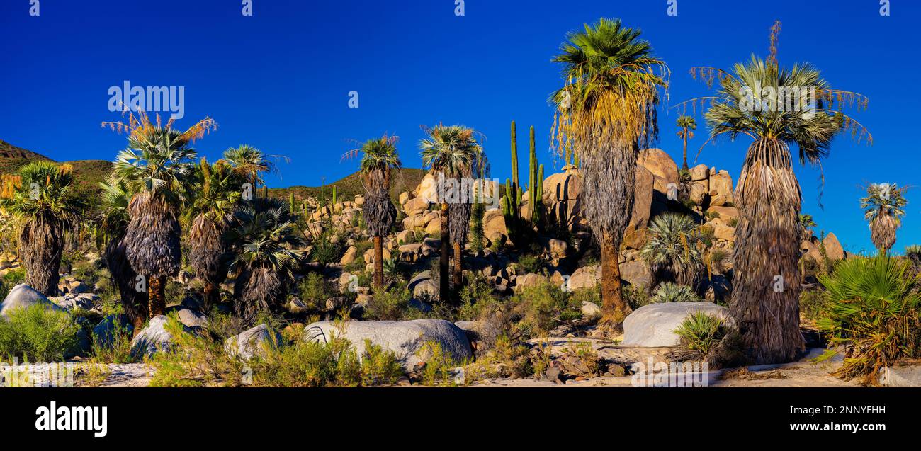 Palmier éventail de Californie (Washingtonia filifera) et palmiers, Baja, Californie, États-Unis Banque D'Images