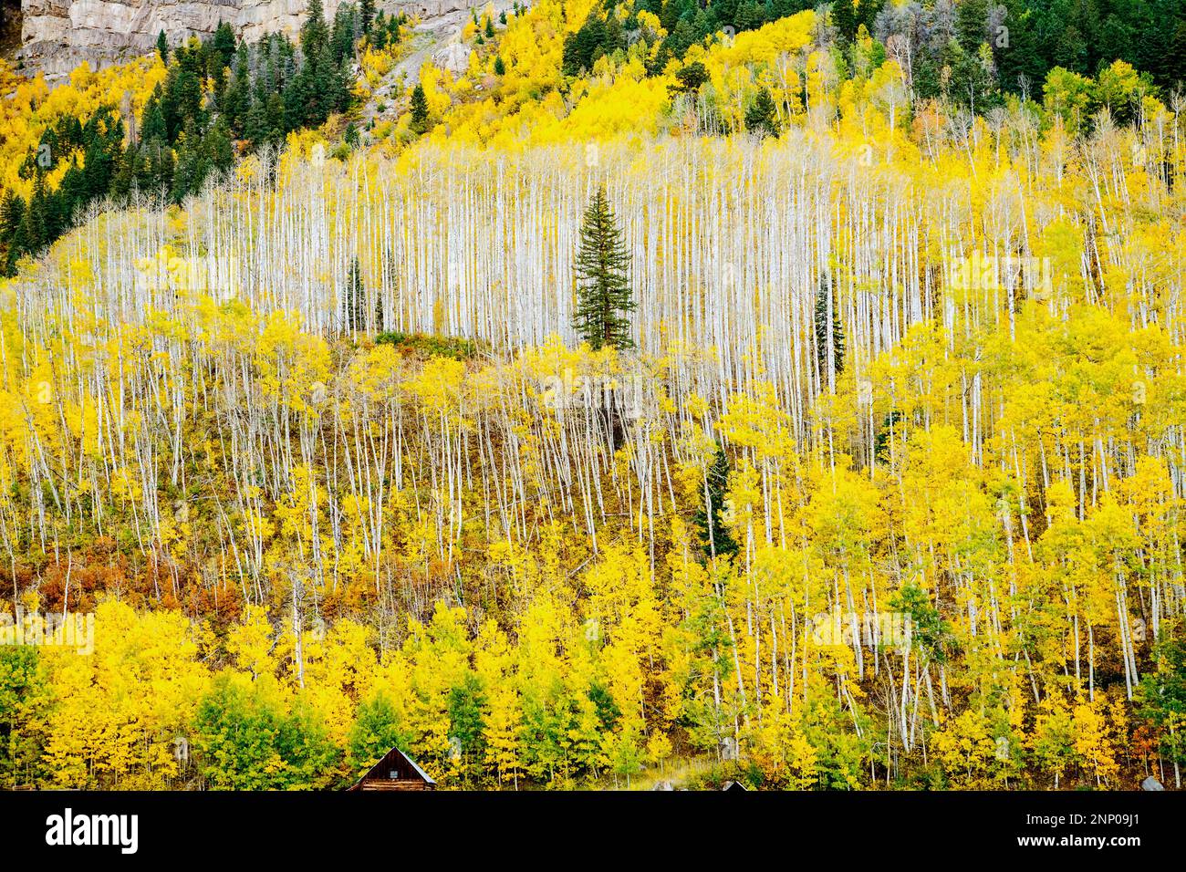 Paysage d'automne avec forêt et montagne, Durango, Colorado, Etats-Unis Banque D'Images