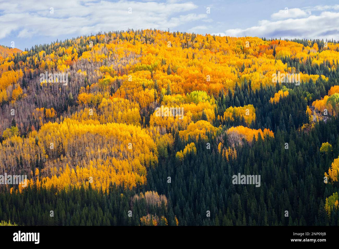 Paysage d'automne avec forêt à flanc de colline, Durango, Colorado, Etats-Unis Banque D'Images