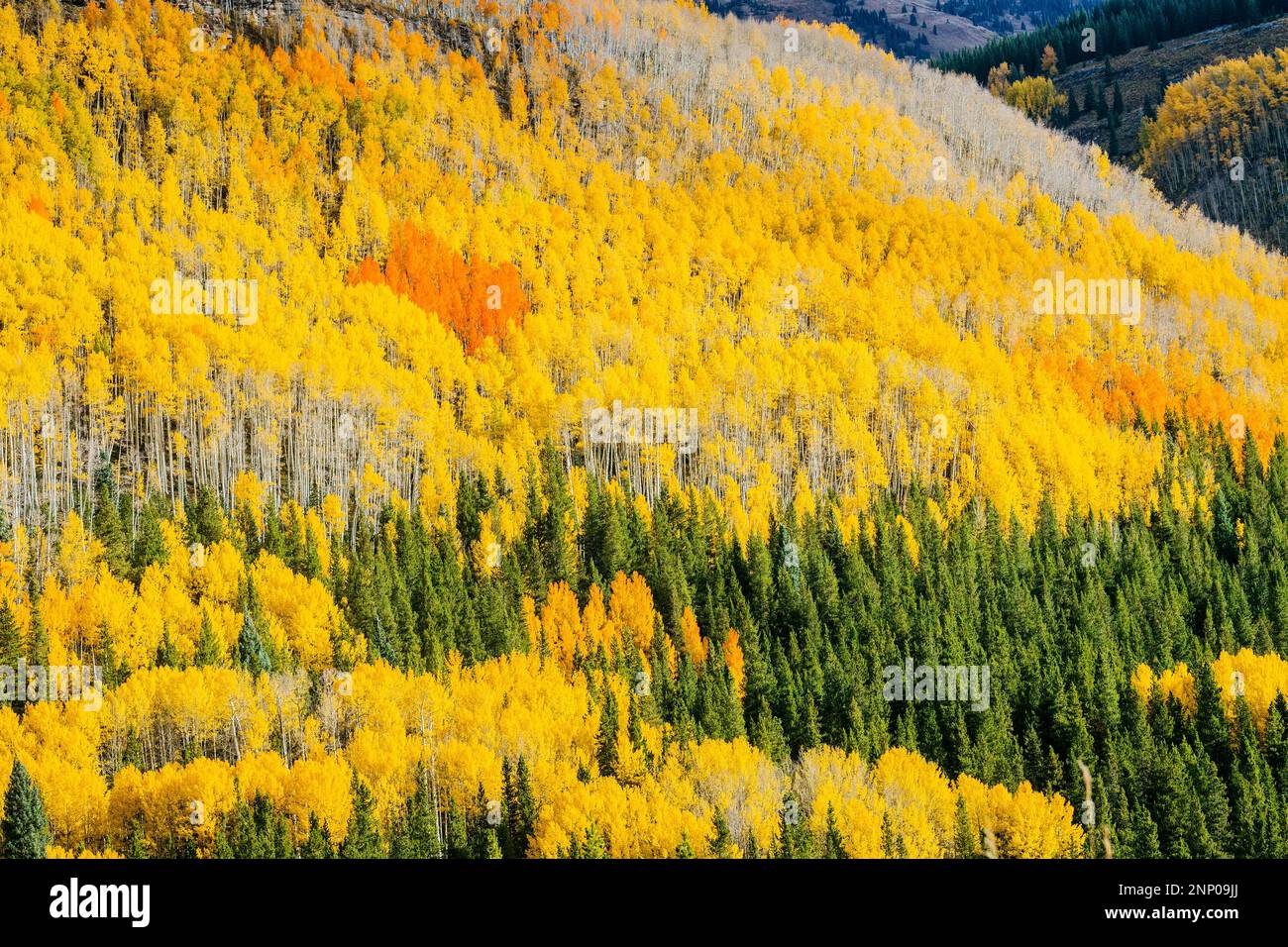 Paysage d'automne avec forêt à flanc de colline, Durango, Colorado, Etats-Unis Banque D'Images