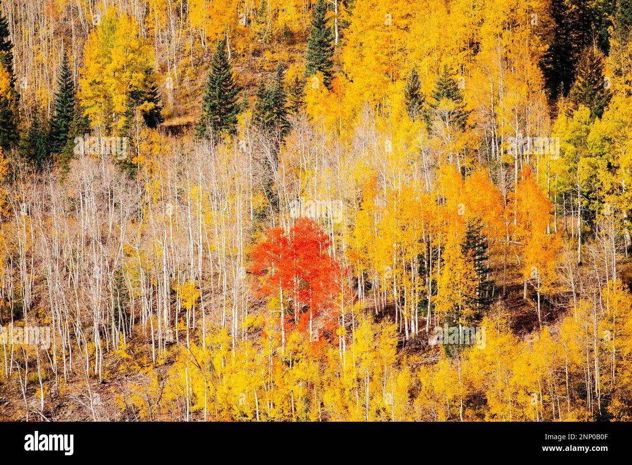 Paysage d'automne avec forêt et arbres, Durango, Colorado, Etats-Unis Banque D'Images