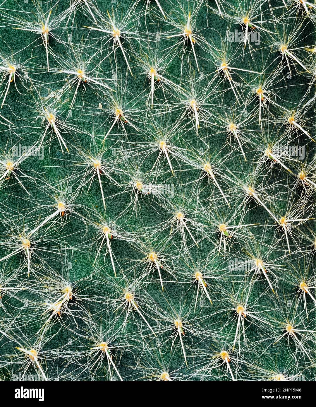 Gros plan sur Baobab Monkey Bread Cactus Banque D'Images