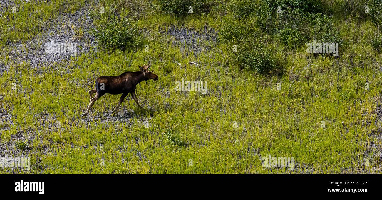 Vue aérienne de Moose on Meadow dans le parc national et réserve de Saint Elias, Wrangell, Alaska Banque D'Images