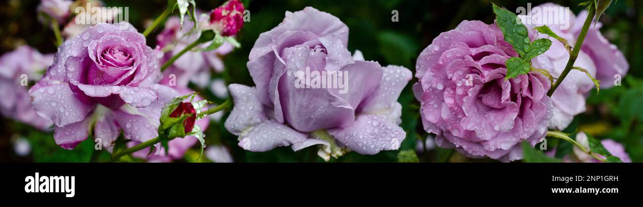 La pluie de printemps sur les roses, Seattle, Washington, USA Banque D'Images