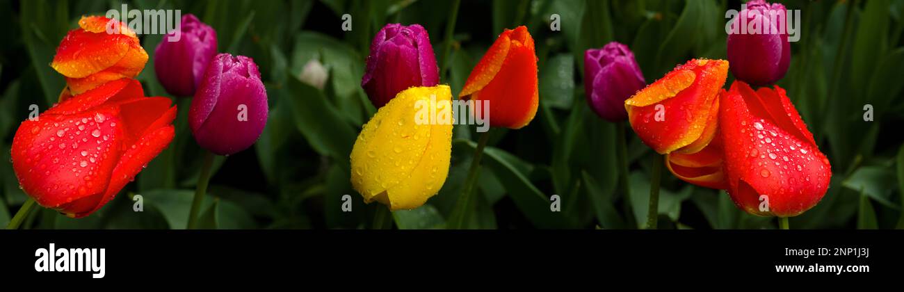 Tulipes jaune, orange, violet et rouge, Skagit Valley Washington, États-Unis Banque D'Images