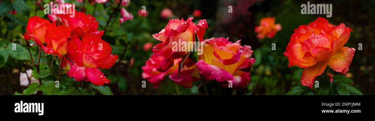 Gros plan des roses humides, Seattle, Washington, États-Unis Banque D'Images