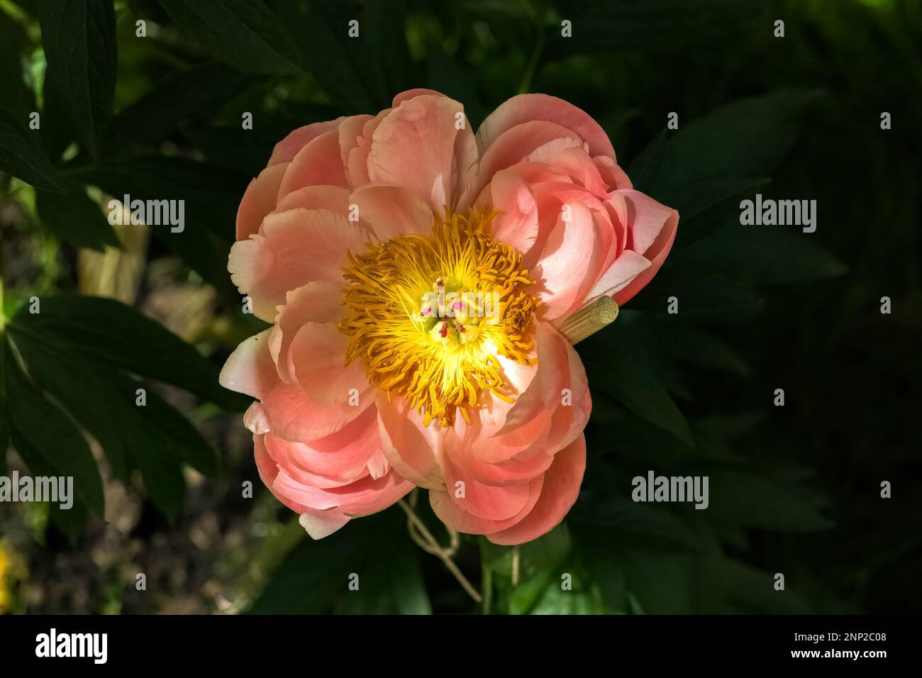 Une pivoine rose au printemps, fleur colorée avec coeur jaune Photo Stock -  Alamy