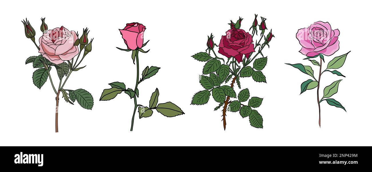 Rose juin naissance mois fleur coloré vecteur ensemble. Illustration de Vecteur