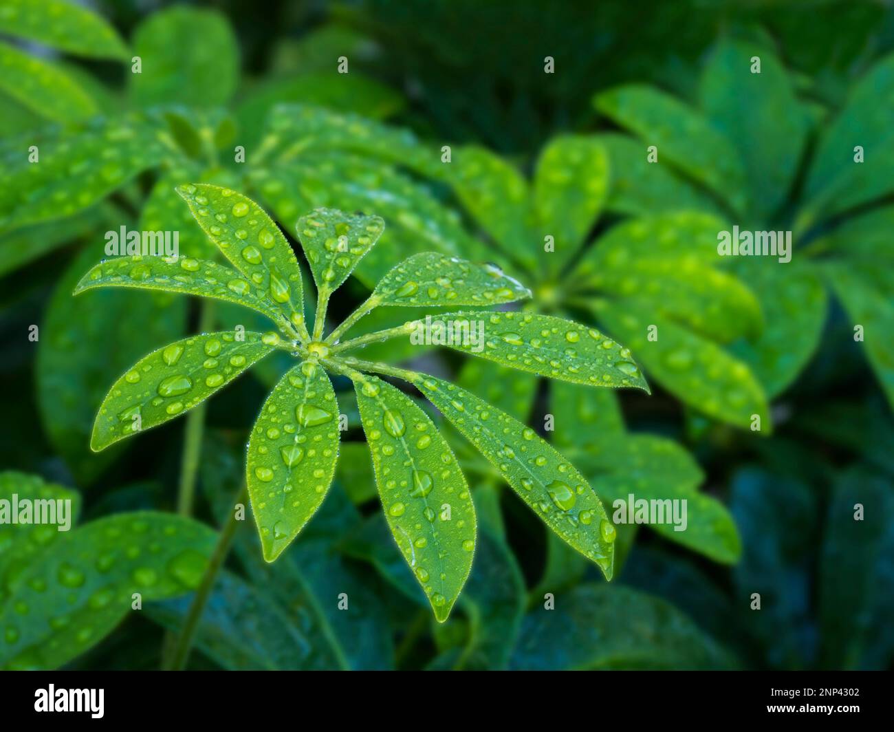 Gros plan de schefflera humide Banque D'Images