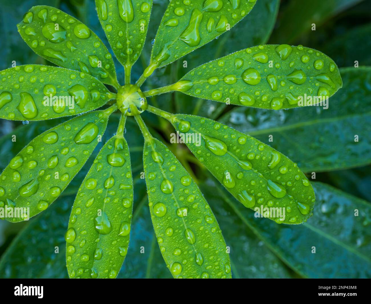 Gros plan de schefflera humide Banque D'Images
