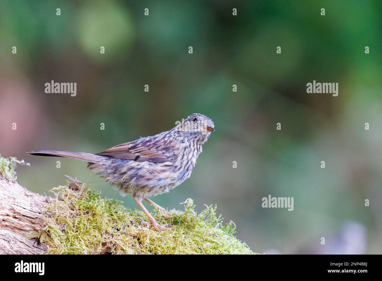 Dunnock [ Prunella modularis ] oiseau juvénile sur une bûche de mousse Banque D'Images