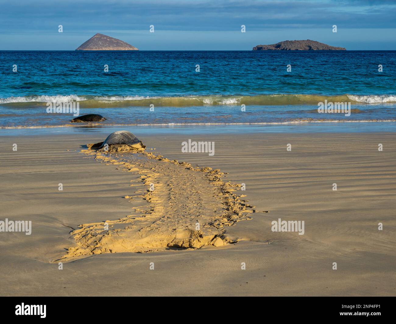 Tortue de mer sur la plage, Floriana Island, Galapagos, Equateur Banque D'Images