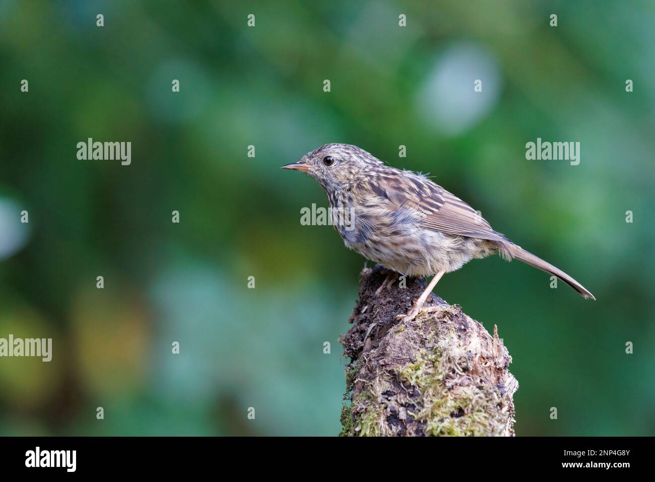 Dunnock [ Prunella modularis ] oiseau juvénile sur une bûche de mousse Banque D'Images