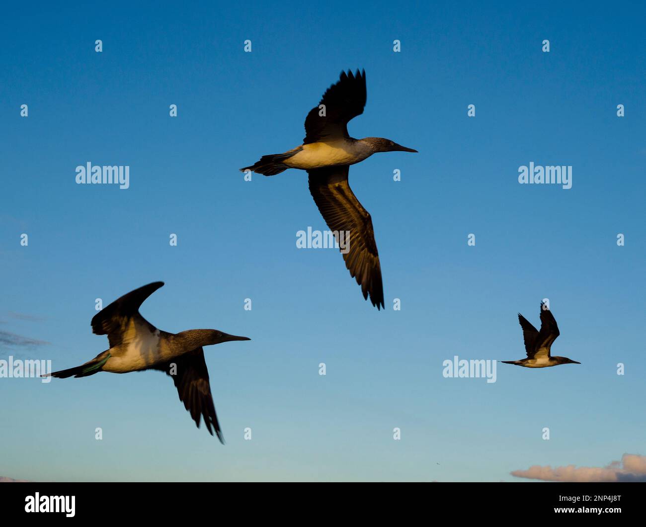 Blue Footed booby vol sur le ciel, Punta Moreno, Isabela Island, Galapagos, Equateur Banque D'Images