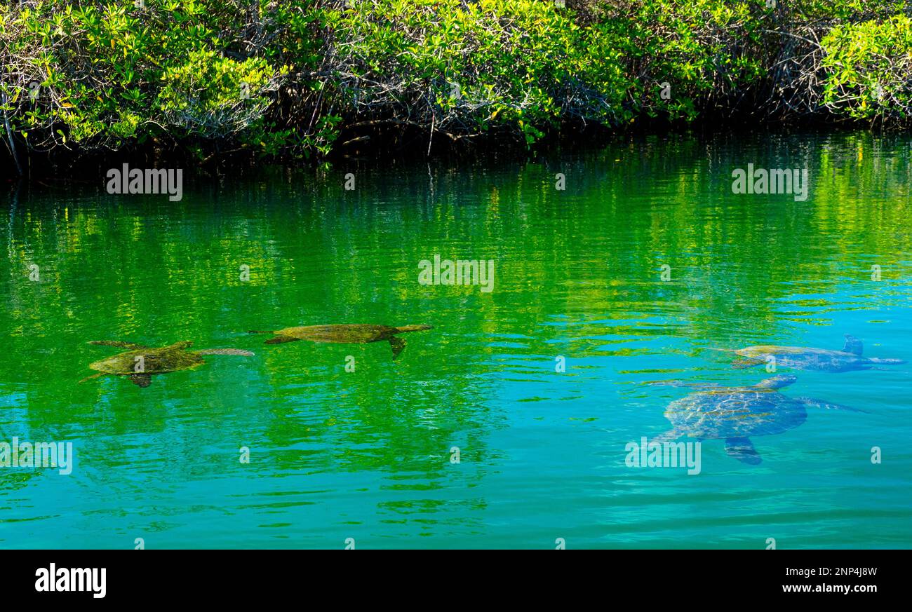 Tortues de mer qui se pondent en mer, près de la baie Elizabeth, Île Isabela, Galapagos, Équateur Banque D'Images