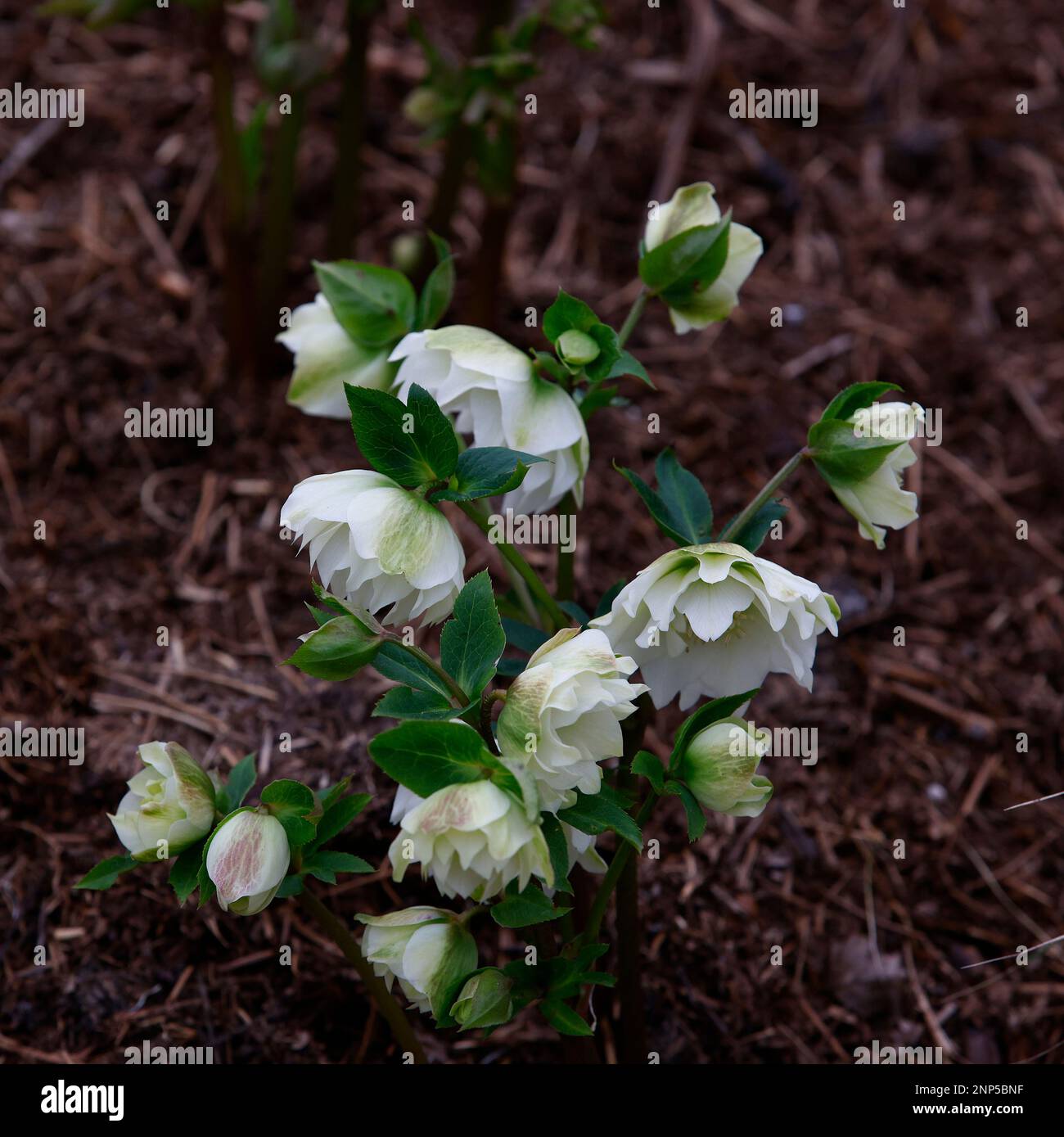 Gros plan de la plante de jardin vivace à fleurs blanches d'hiver Helleborus x hybridus Double Ellen White. Banque D'Images