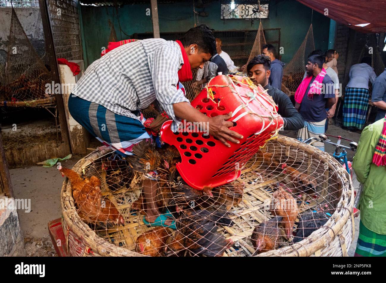 Narayanganj, Dhaka, Bangladesh. 26th févr. 2023. Un vendeur de poulet sur un marché à Narayanganj, au Bangladesh. La flambée du prix du poulet de chair et des œufs, la source de protéines la plus économique et la plus importante du pays, oblige les personnes à revenu faible et intermédiaire à limiter leurs apports en protéines. Le poulet à griller a atteint 240 TK un kg, le poulet Sonali/Pakistanais TK 360 un kg, marquant une hausse supplémentaire de 10-20 TK un kg, selon le marché de la cuisine et les sources d'alimentation. Selon la Corporation commerciale du Bangladesh (Credit image: © Joy Saha/ZUM), le poulet à griller a connu une hausse de 50 pour cent en un mois Banque D'Images