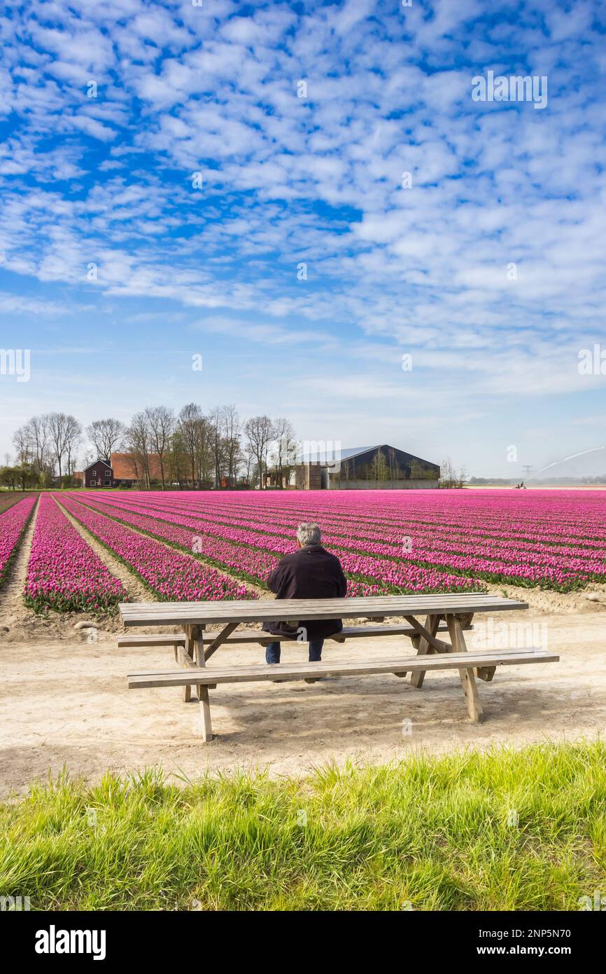 Homme assis sur un banc regardant les tulipes à Noordoosstpolder, pays-Bas Banque D'Images