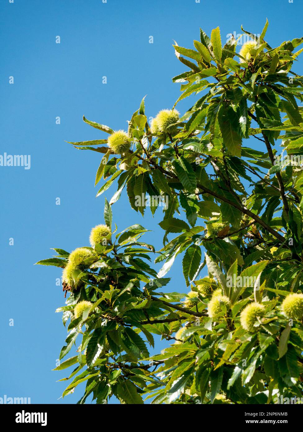 Fruits à la noix de Chestnut (Castanea sativa) poussant sur un arbre avec des feuilles en septembre, Bradgate Park Leicestershire, Angleterre, Royaume-Uni Banque D'Images
