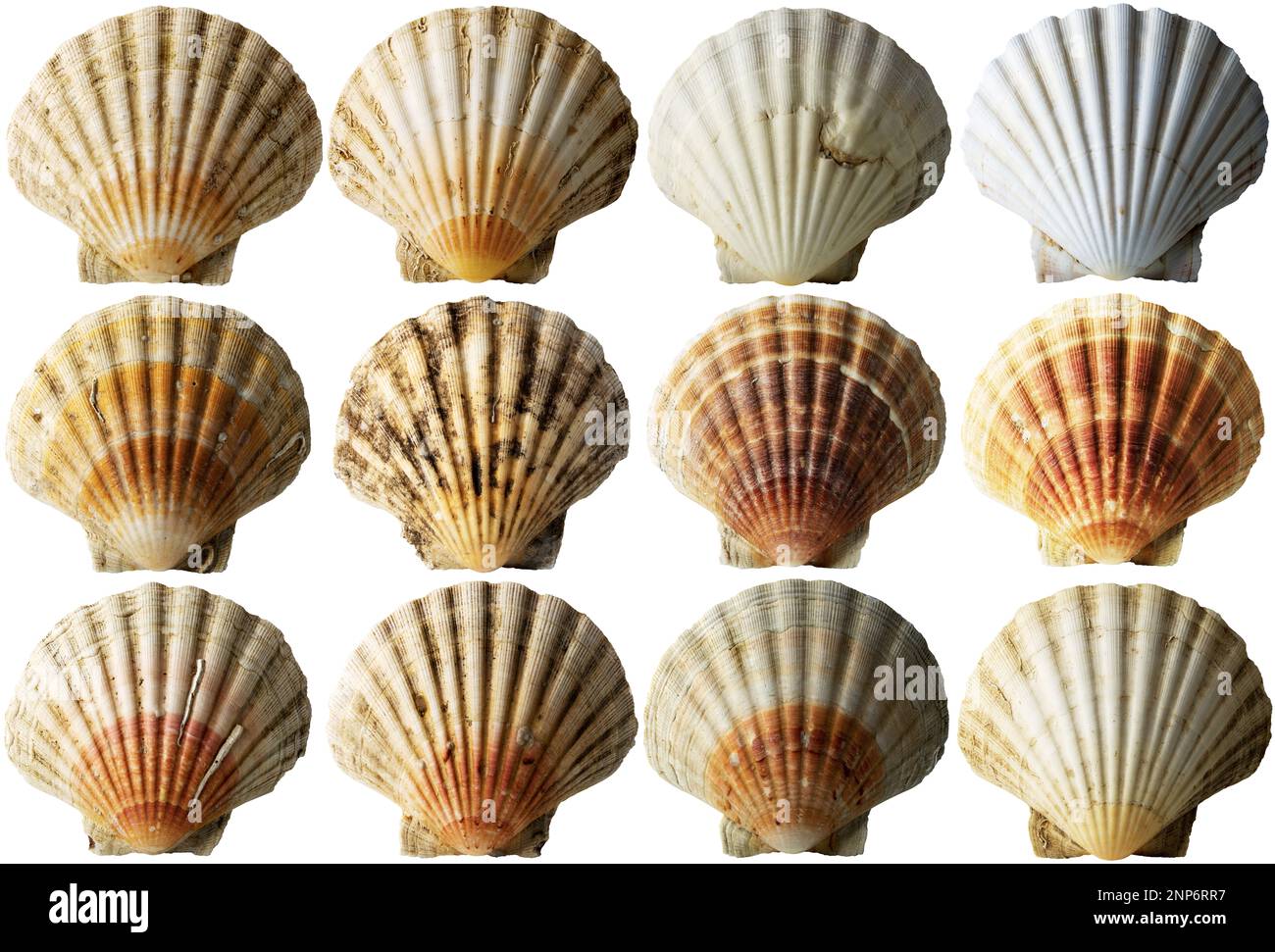 Collection de coquillages de conch (coquillages de callop - Voir Pectinidae), isolés sur fond blanc, photographie. Banque D'Images