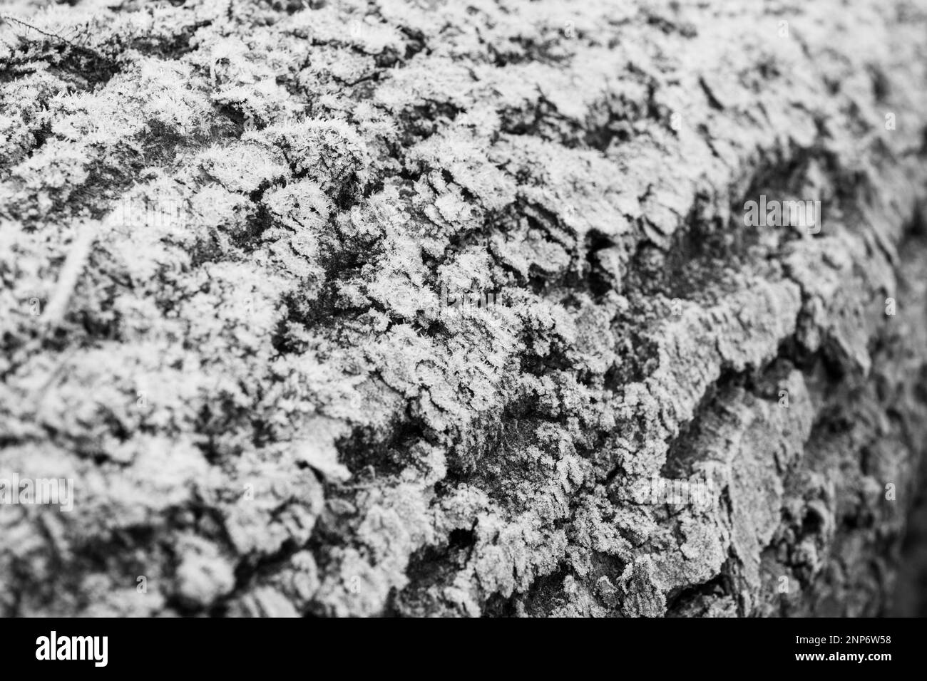 Cristaux de givre sur une écorce d'arbre rugueuse texture abstraite en noir et blanc monochrome Banque D'Images