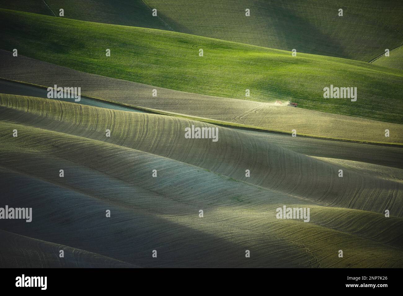 Tracteur labourant les champs en Toscane au coucher du soleil. Vescona, province de Sienne. Italie Banque D'Images