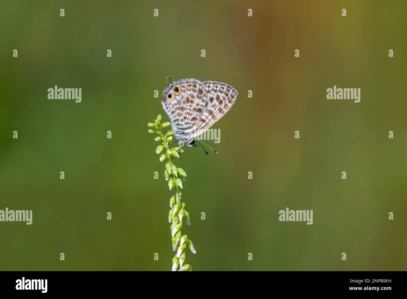papillon à imprimé zèbre sur une plante verte, bleu à queue courte de Lang, Leptotes pirithous Banque D'Images