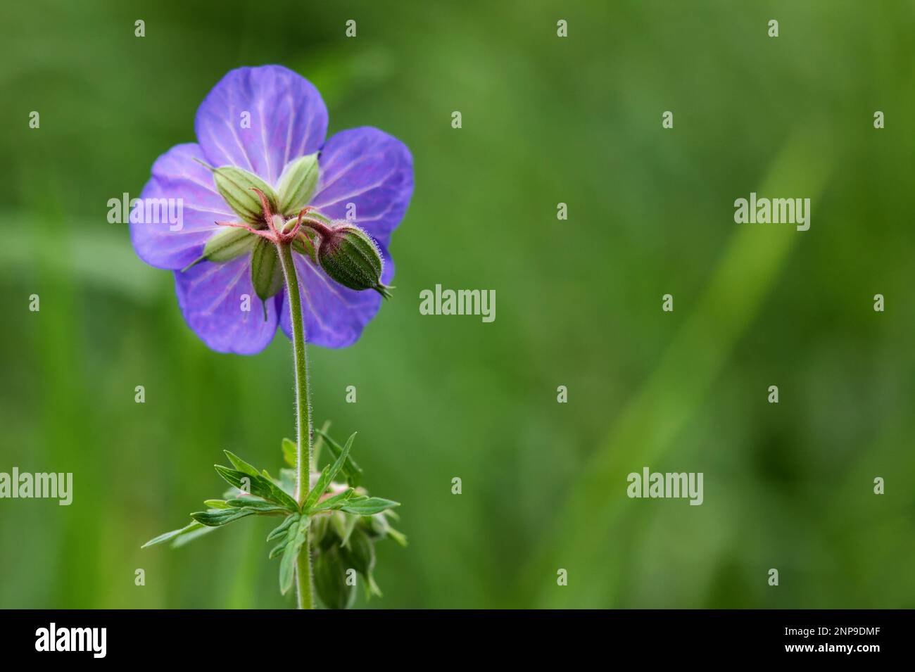 Fleur en fleurs de Geranium pratense également connu sous le nom de Meadow Cranesbill dans le pré Banque D'Images Fleur en fleurs de Geranium pratense également connu sous le nom de Meadow Cranesbill dans le pré Banque D'Images