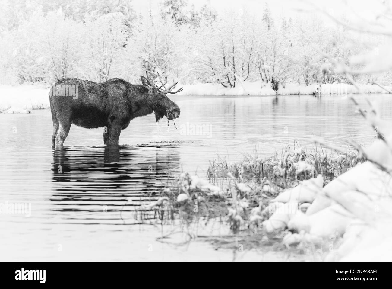 Bull Moose dans le parc national de Grand Teton, Wyoming, États-Unis. Banque D'Images Bull Moose dans le parc national de Grand Teton, Wyoming, États-Unis. Banque D'Images