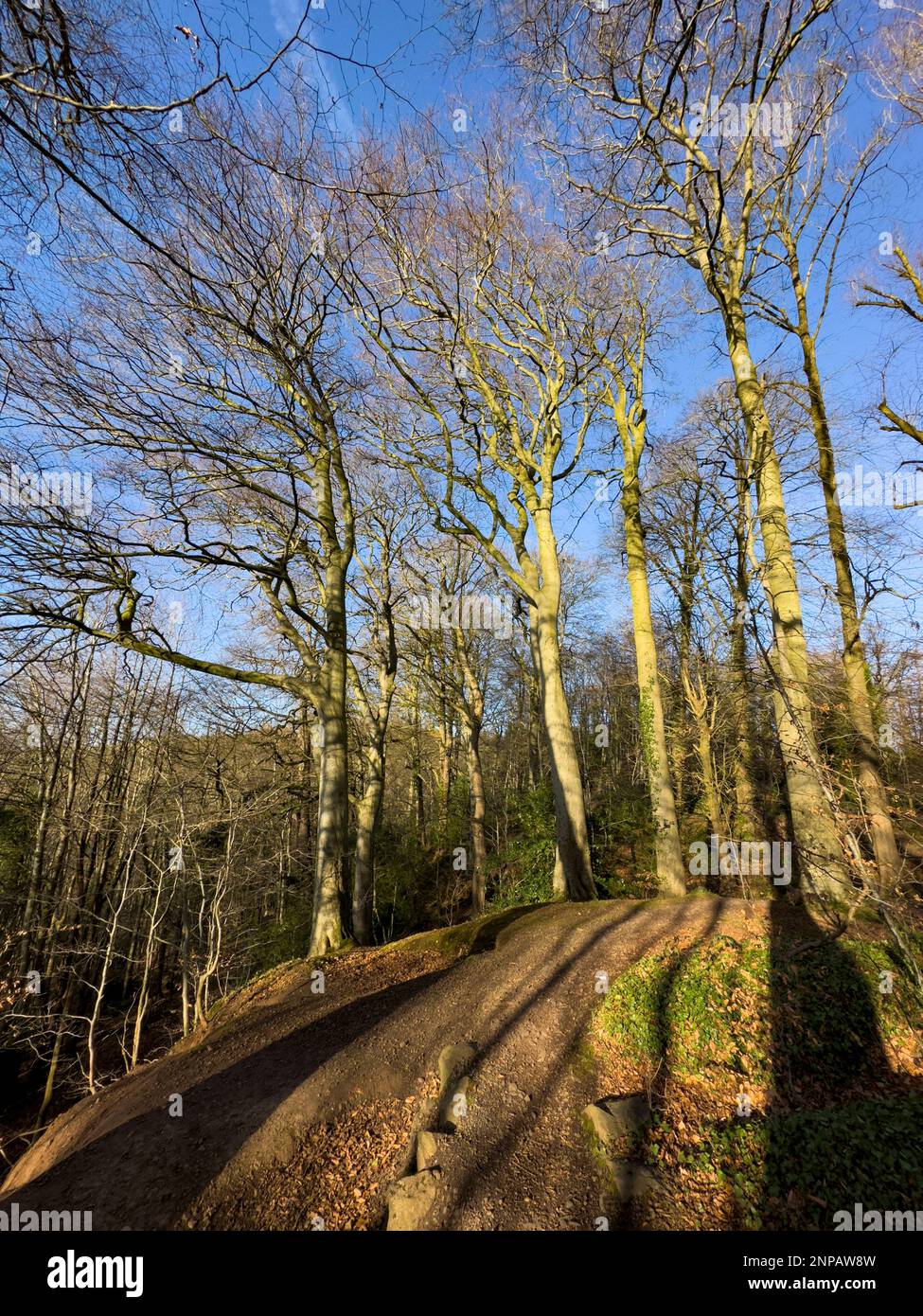 Hêtres en hiver, parc régional de Lagan Valley, Belfast, Irlande du Nord Banque D'Images