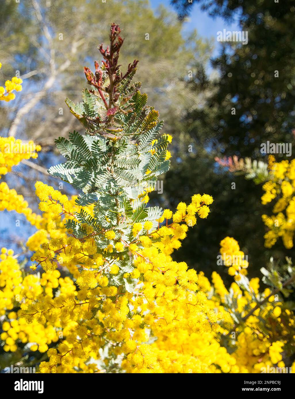 Acacia (Mimosa) huiseyana Purpurea feuille et fleurs. Banque D'Images