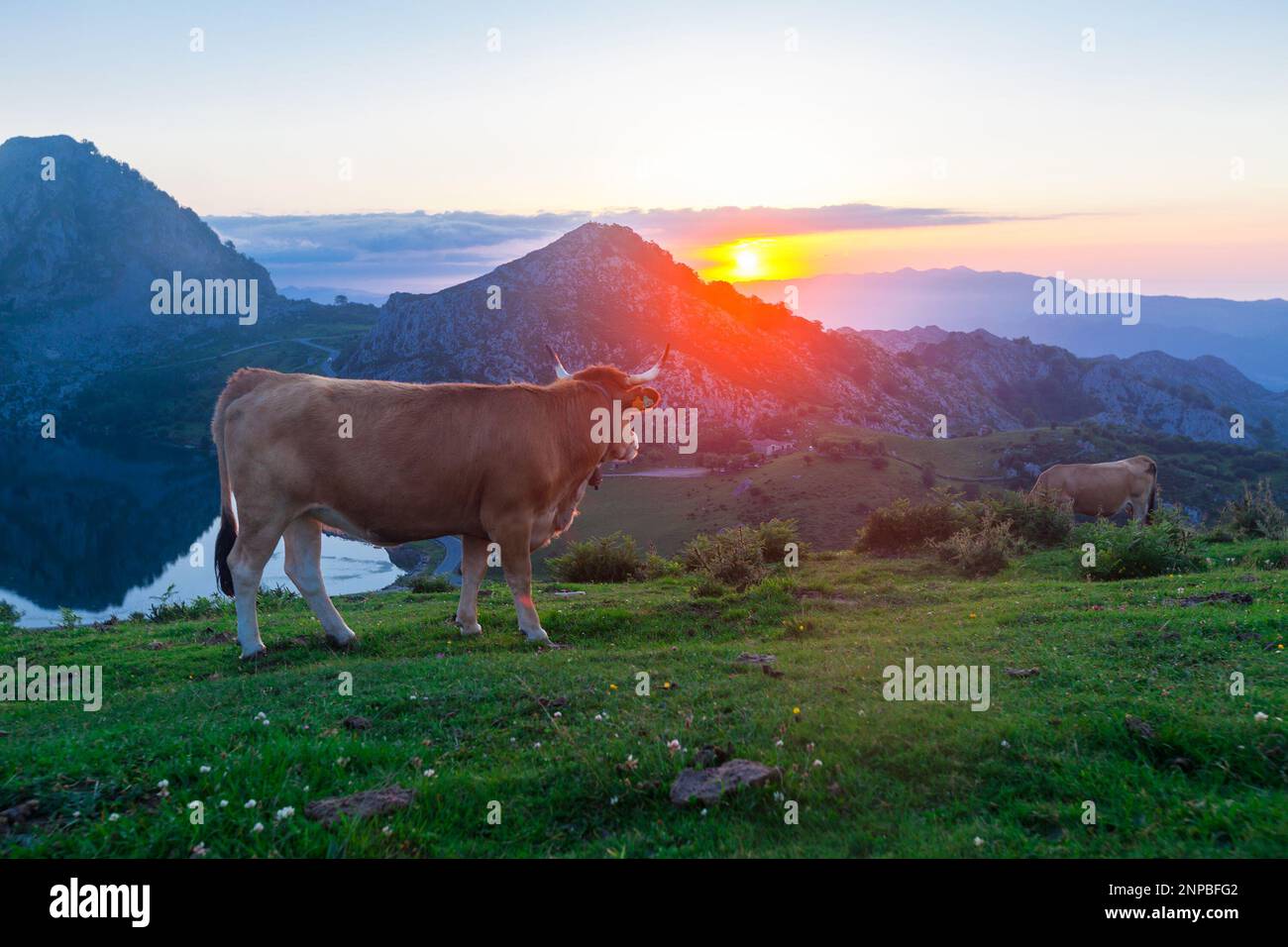 La vache à bétail des montagnes Asturies se trouve sur la pelouse dans un parc national au milieu des montagnes au coucher du soleil Banque D'Images