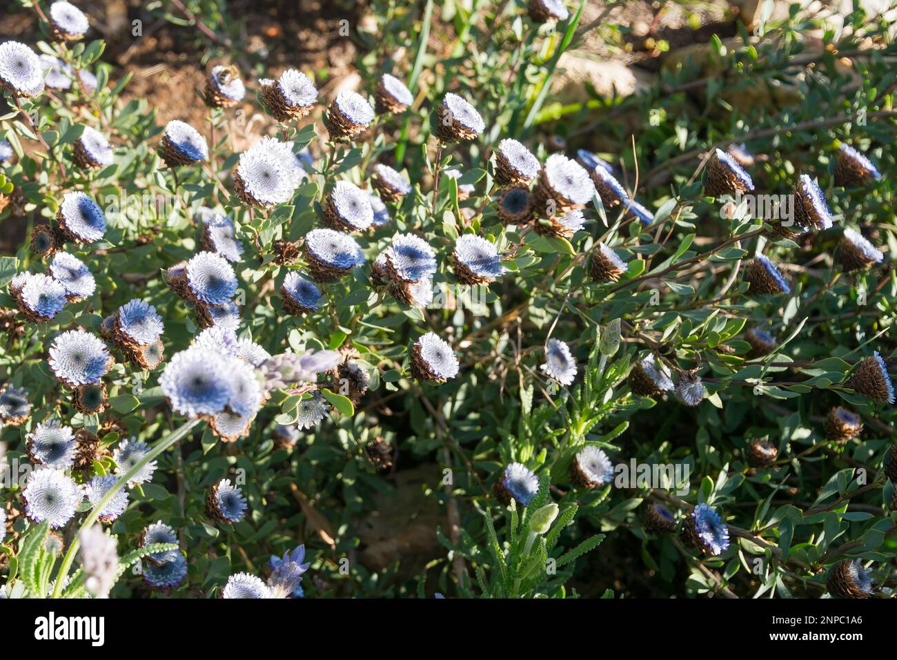 Globularia alypum en fleur dans le sud de la France Banque D'Images