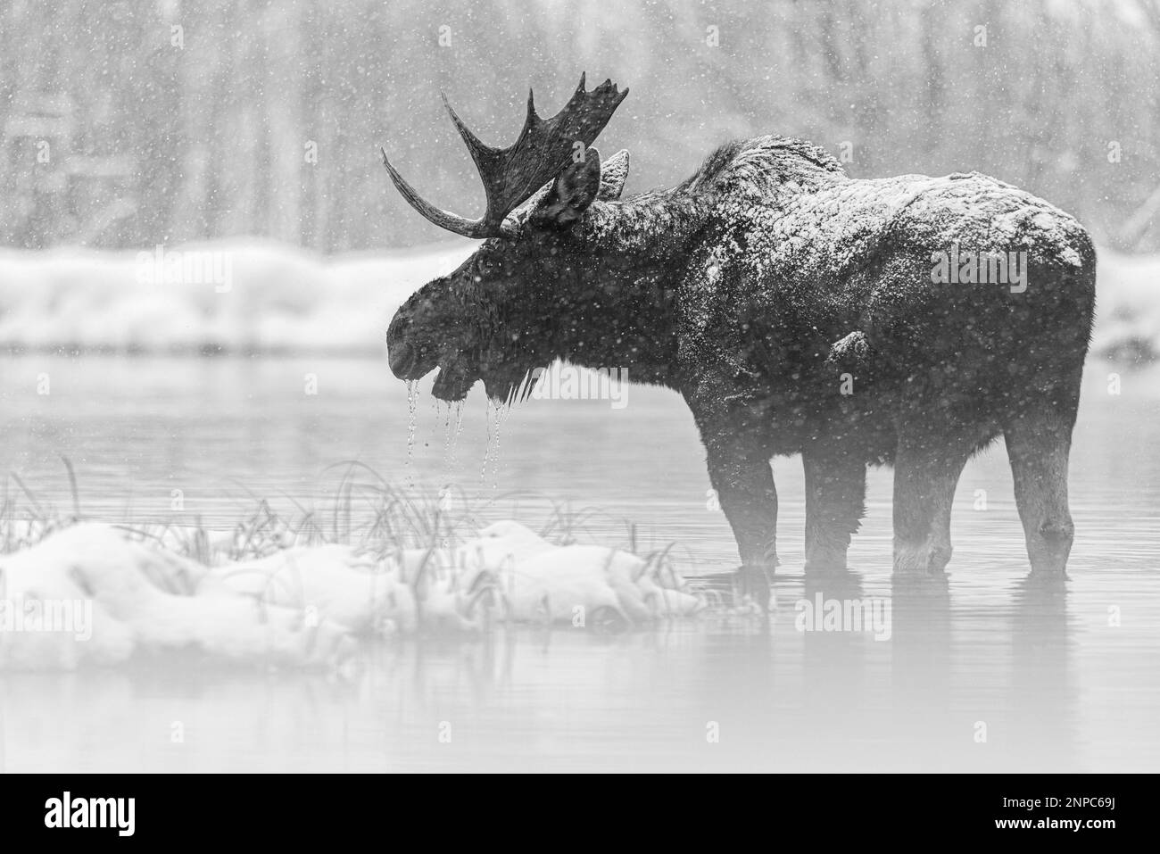 Bull Moose dans le parc national de Grand Teton, Wyoming, États-Unis. Banque D'Images Bull Moose dans le parc national de Grand Teton, Wyoming, États-Unis. Banque D'Images