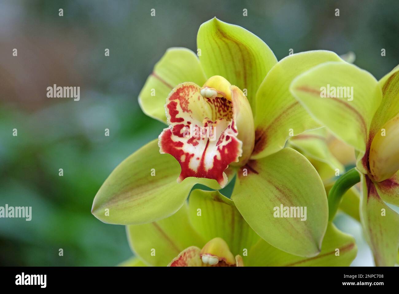 Orchidées Cymbidium jaune et rouge en fleur. Banque D'Images