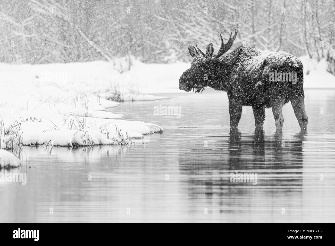 Bull Moose dans le parc national de Grand Teton, Wyoming, États-Unis. Banque D'Images