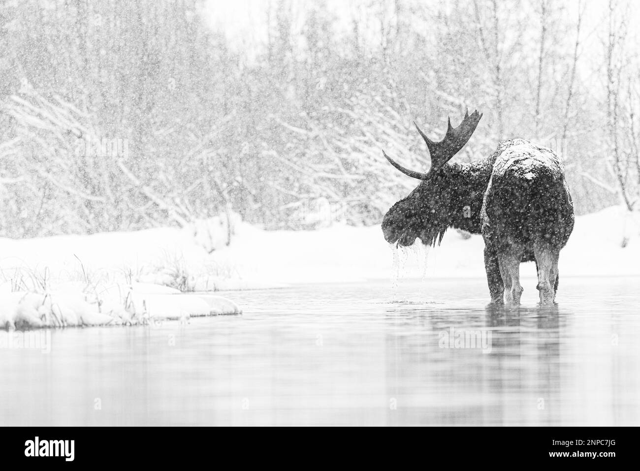 Bull Moose dans le parc national de Grand Teton, Wyoming, États-Unis. Banque D'Images Bull Moose dans le parc national de Grand Teton, Wyoming, États-Unis. Banque D'Images