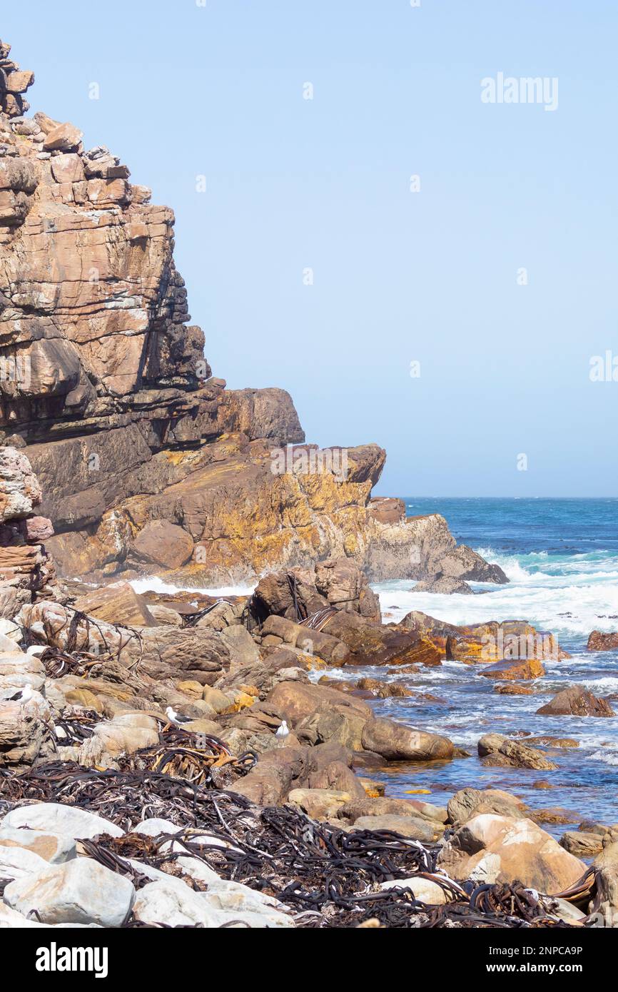 Formation de roches à Cape point au Cap de bonne espérance, pointe sud-ouest de l'Afrique du Sud. Les goélands de varech fourraillent sur l'algue de varech en contrebas. Banque D'Images