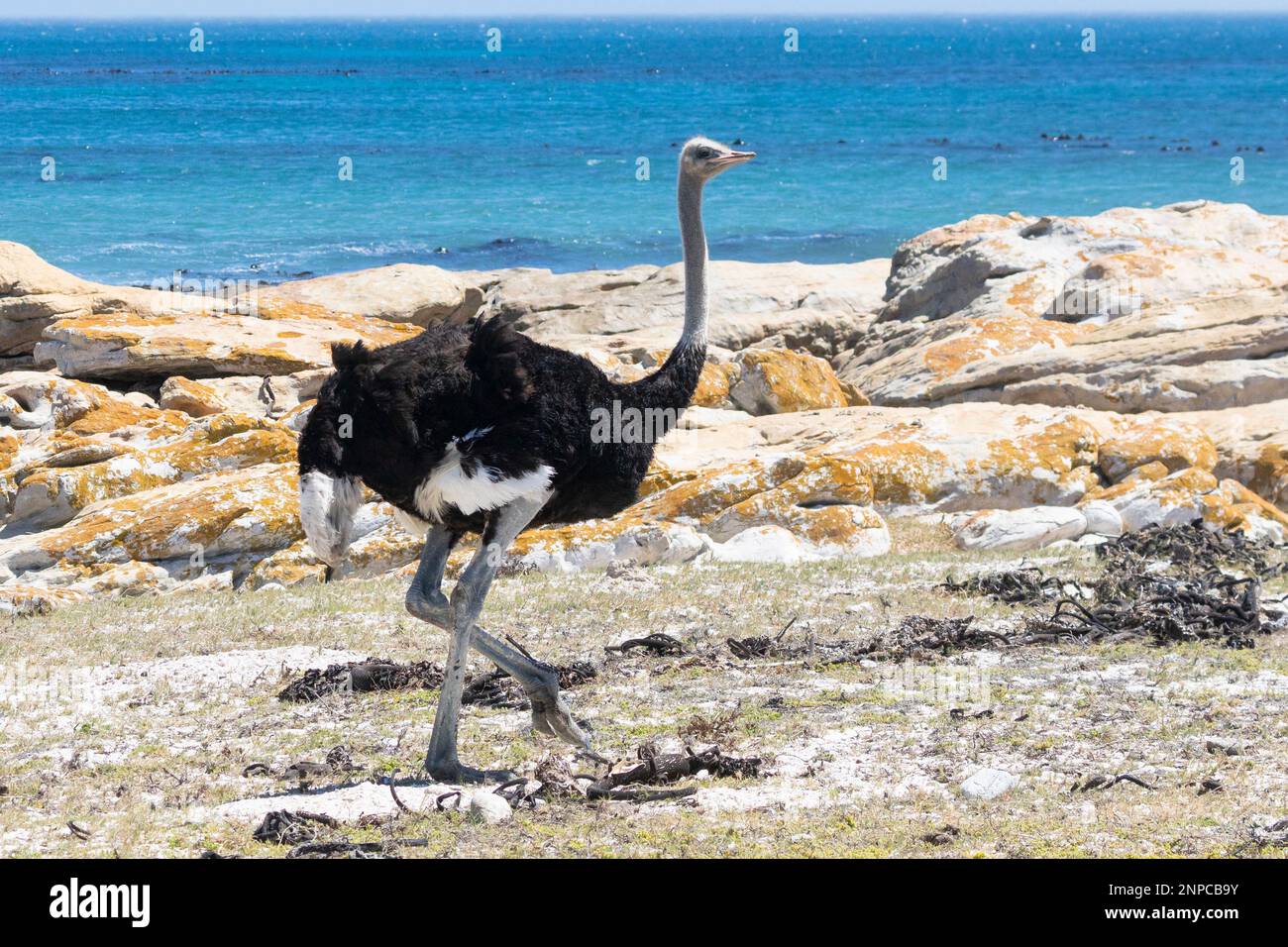 Mâle Common Ostrich (Struthio camelus) marchant sur la plage de Cape point, Afrique du Sud Banque D'Images