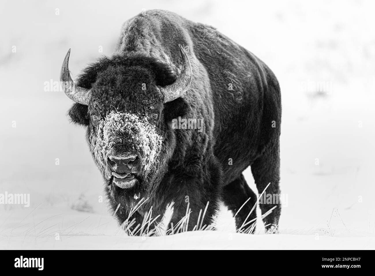 Bison avec une face enneigée dans le parc national de Grand Teton, Wyoming, États-Unis. Banque D'Images