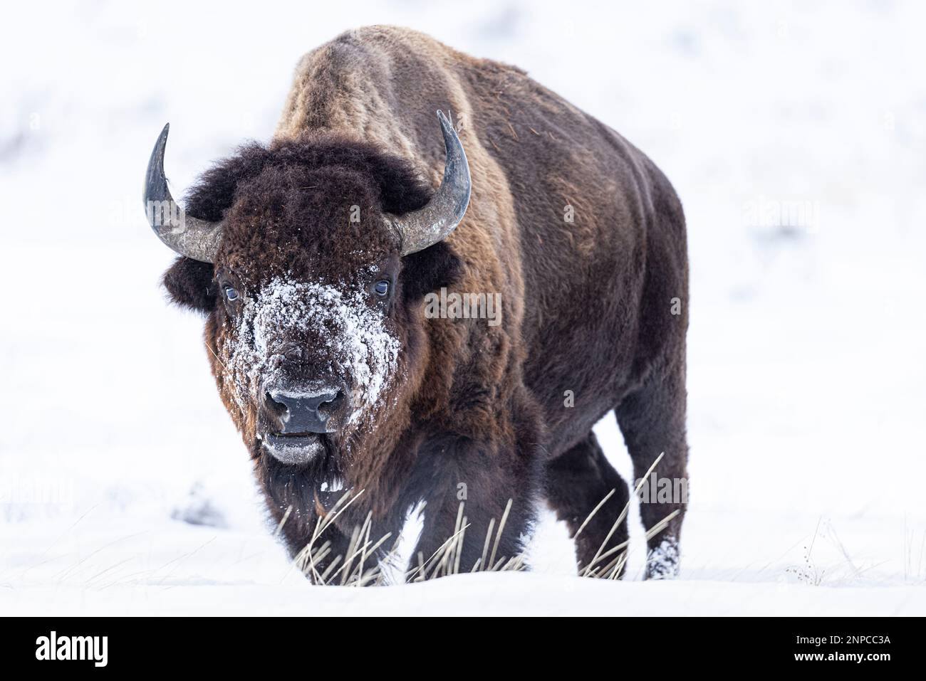 Bison avec une face enneigée dans le parc national de Grand Teton, Wyoming, États-Unis. Banque D'Images