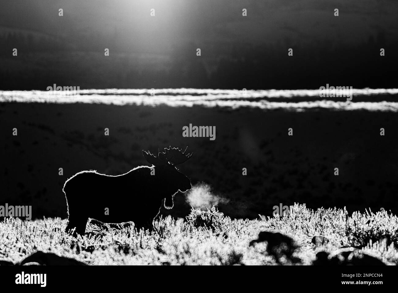 Bull Moose dans le parc national de Grand Teton, Wyoming, États-Unis. Banque D'Images Bull Moose dans le parc national de Grand Teton, Wyoming, États-Unis. Banque D'Images